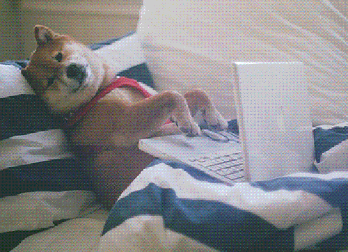 work-from-home-dog